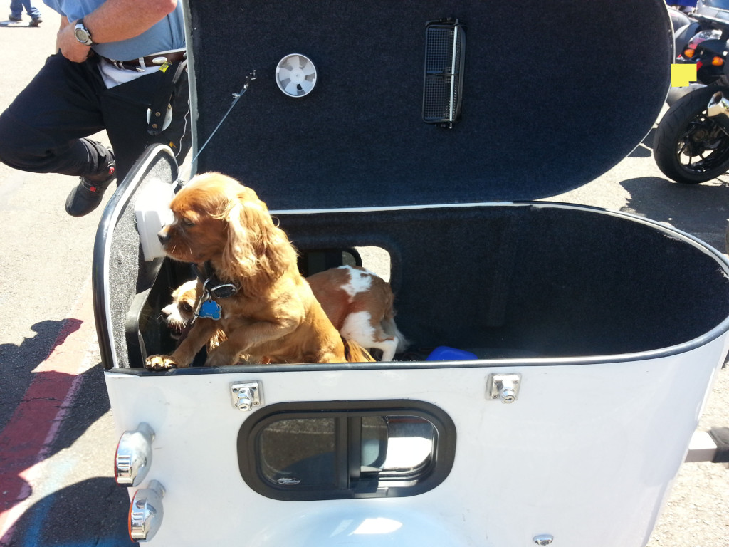 Taking Your Dog on a Motorcycle Some Things to Think About Throttle